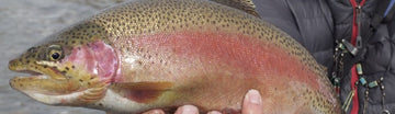 BlueRiverSilverthorneTrout e1667919289140