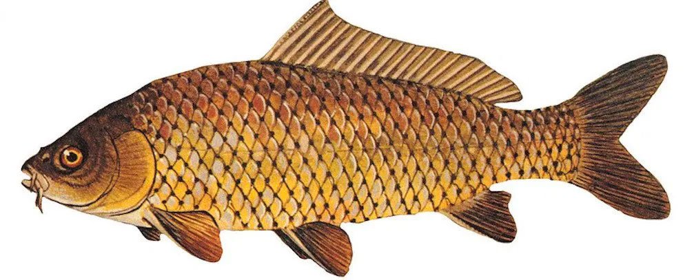 Carp Flies