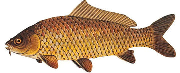 Carp Flies