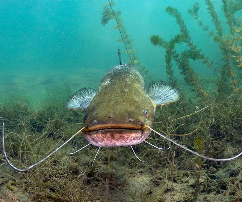 Do Catfish Have Teeth