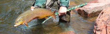 Fryingpan River Brown Trout