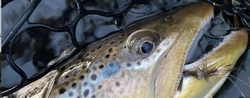 GreenDrakeBrownTrout 2