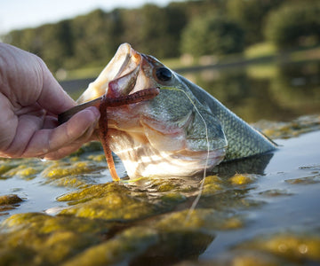 How To Bass Fish