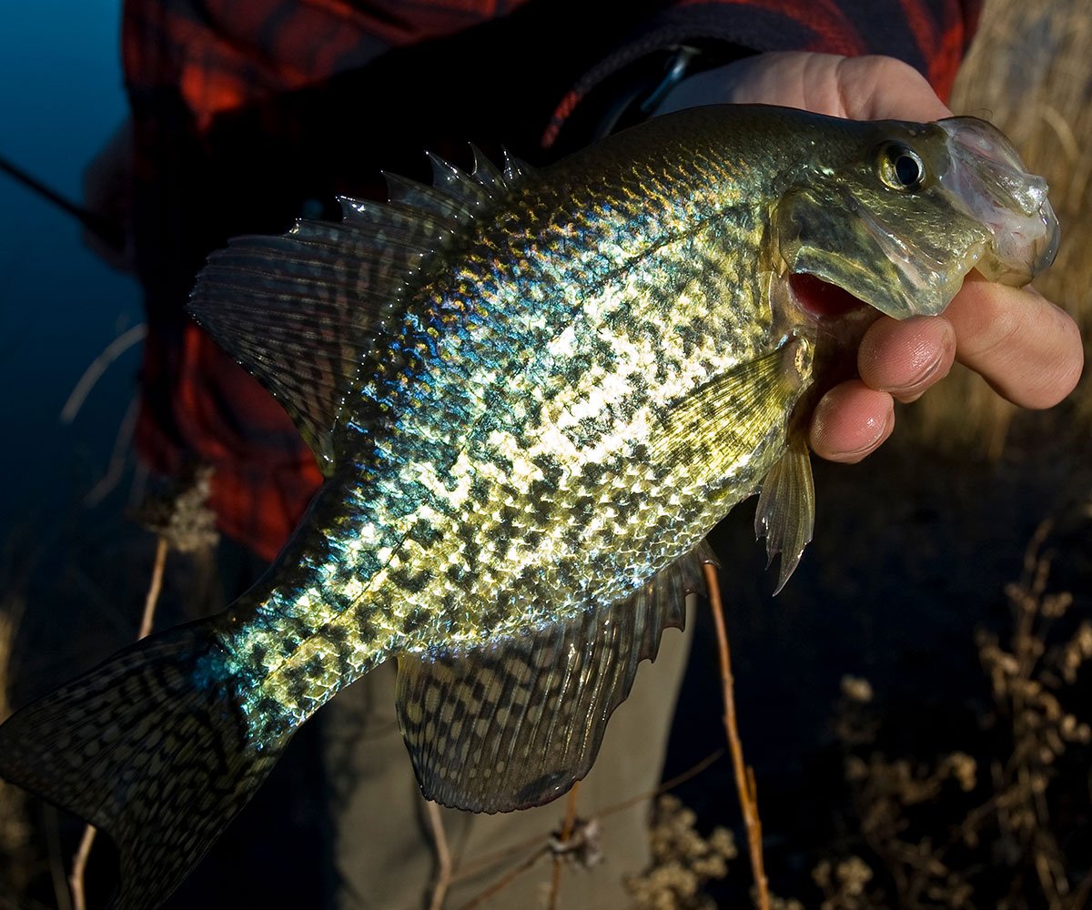 How To Fish For Crappie