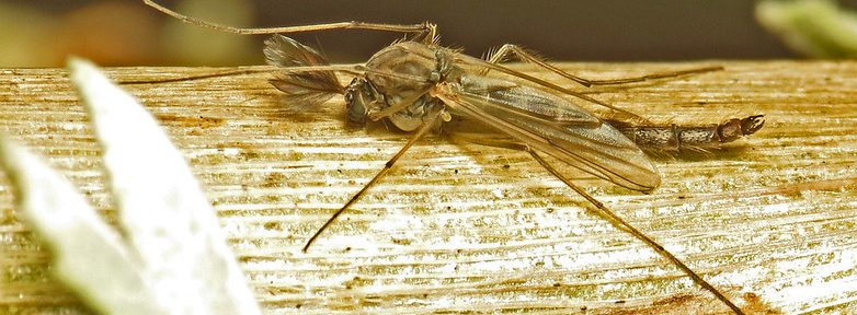 Midge Fly 1 e1645743909886 1