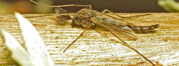 Midge Fly 1 e1645743909886 1