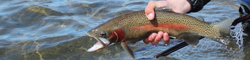 MiracleMileRainbowTrout 2