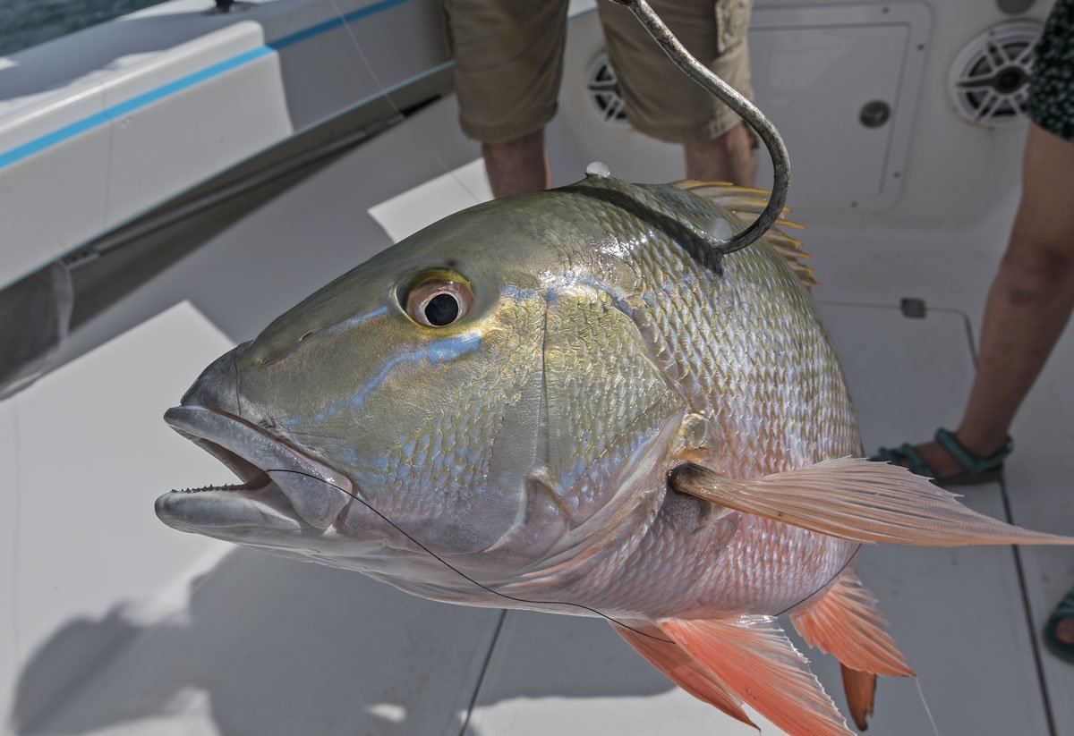 Mutton Snapper: The Ultimate Guide – Reel Passion LLC