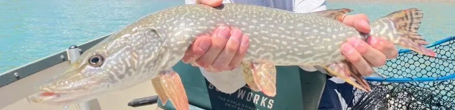 Northern Pike Harvey Gap