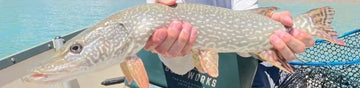 Northern Pike Harvey Gap