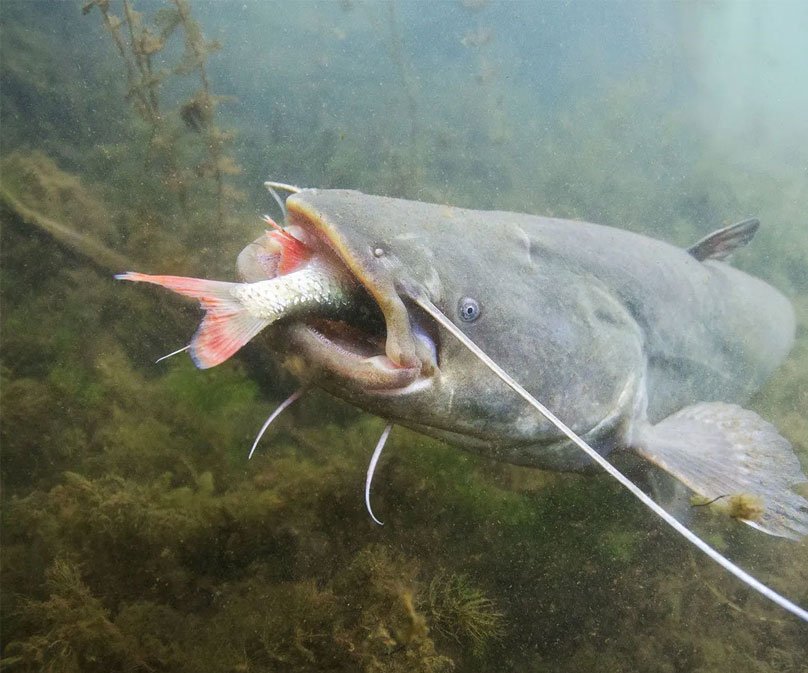 Pectoral Fins of a Catfish