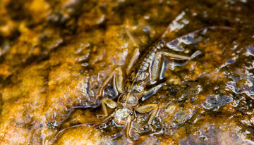 Stonefly Nymphs in a River Ecosystem