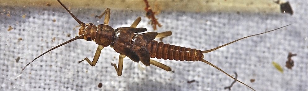 Stonefly1
