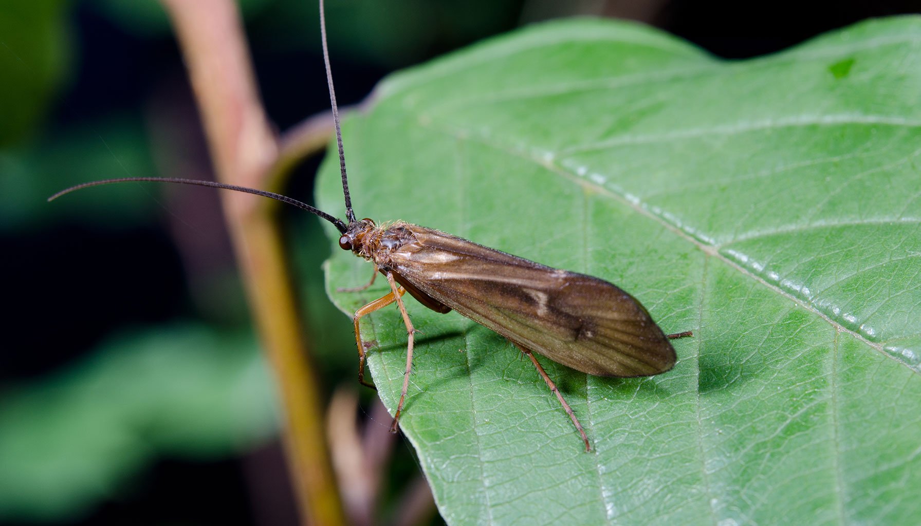 Understanding the Caddis Life Cycle