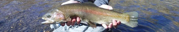 William Fork Rainbow Trout