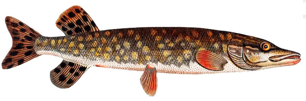 pike