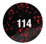 Do-It Powder Paint 2oz Black Neon